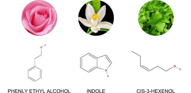 hydrolats hydrosol constituents phenyl ethyl alcohol indole leaf alcohol