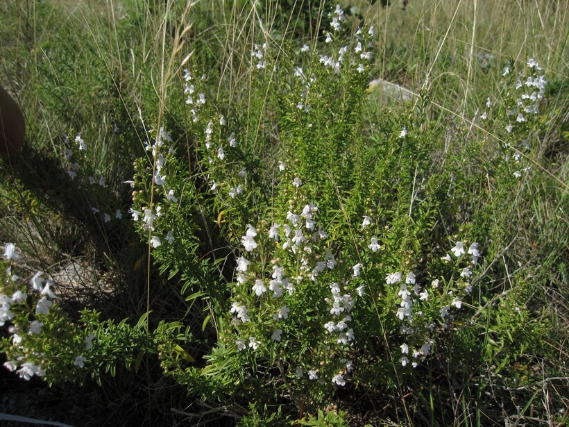 winter savory Satureja montana flowering plant